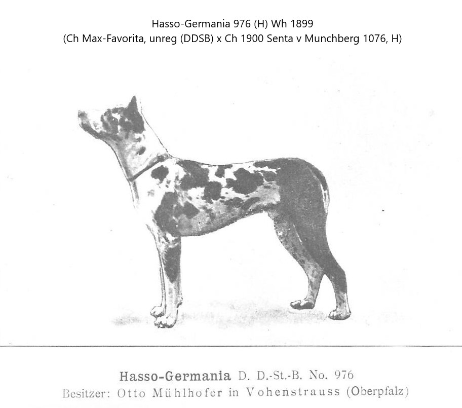 Hasso-Germania