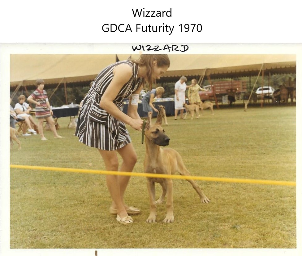 Wizzard