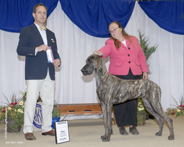 Cayenne is reserve winners bitch in her first show