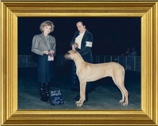 Gemini wins his first show