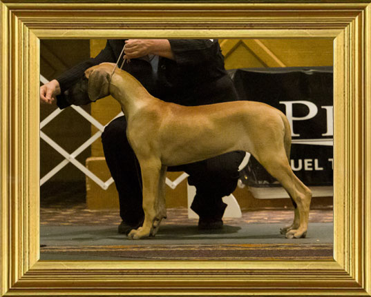 Roma in GDCA Futurity class