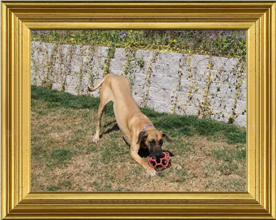 Tailor playing with her ball